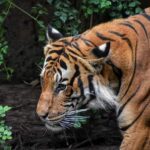 Crouched tiger, hidden danger at Felda
