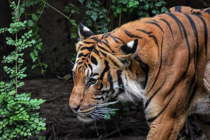 Crouched tiger, hidden danger at Felda