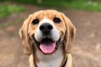 Dogs react to inequality and are