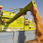 Egypt’s annual average wheat imports in 5 years