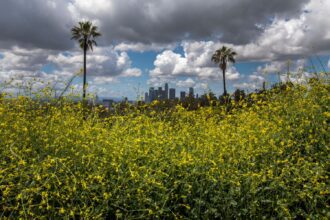 Everything is in bloom in Southern California