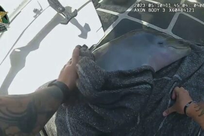 Florida delegates help save newborn dolphin