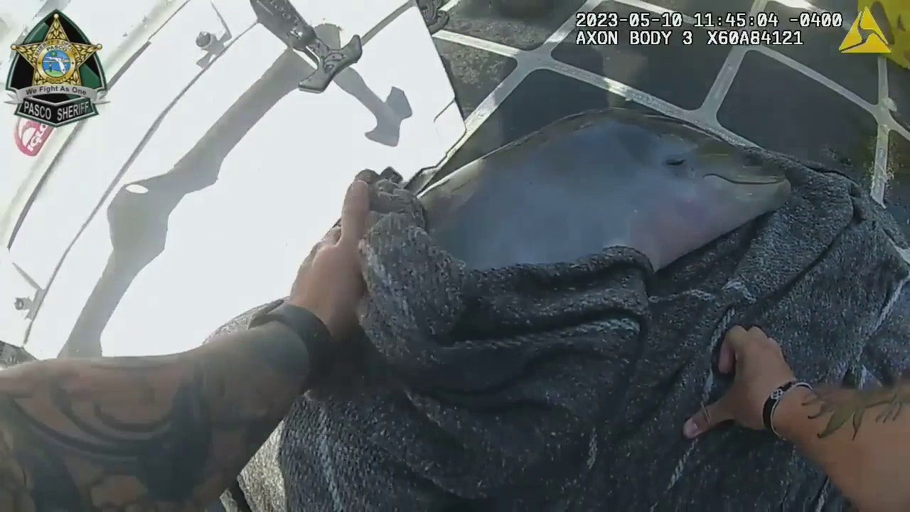 Florida delegates help save newborn dolphin