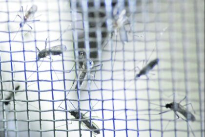 Salud recomienda a la población evitar dejar aguas estancadas, que atraen al insecto transmisor del dengue. (Foto Prensa Libre: Edwin Bercián)