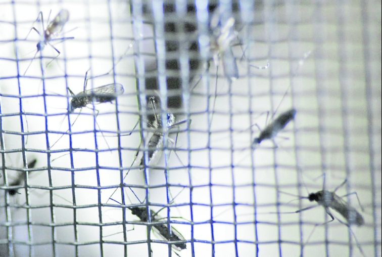 Health warns of increase in dengue cases