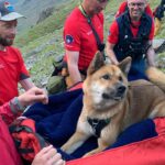 ‘Injured and exhausted’ dog rescued from