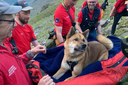 ‘Injured and exhausted’ dog rescued from
