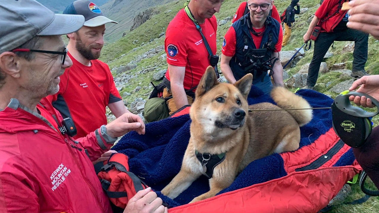 ‘Injured and exhausted’ dog rescued from