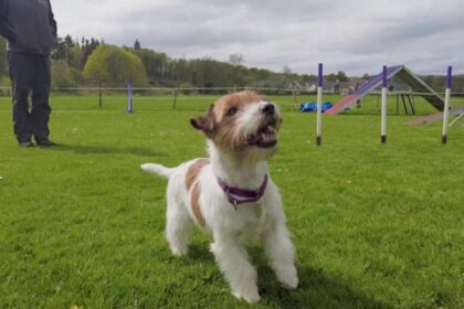 Jack Russell becomes new royal top dog