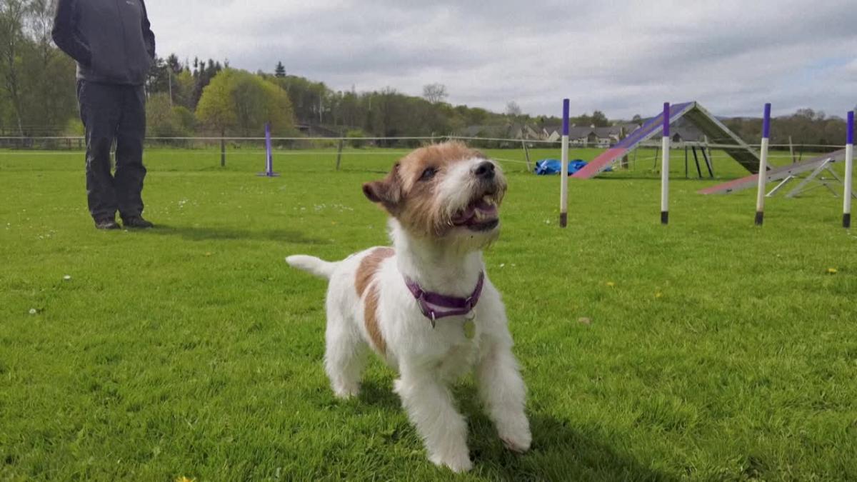 Jack Russell becomes new royal top dog