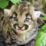 Meet the 3 female cougar kittens that live