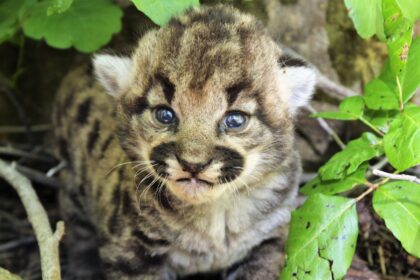 Meet the 3 female cougar kittens that live