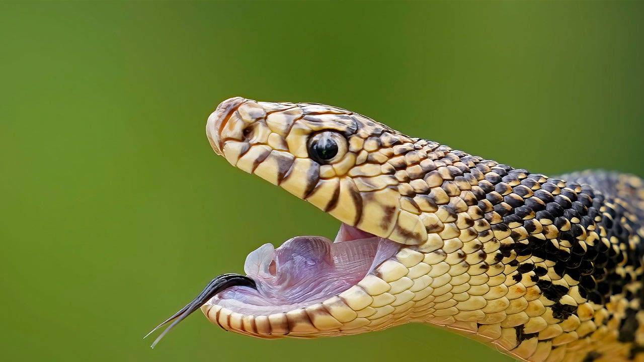 Memphis ‘snake factory’ releases pine snakes
