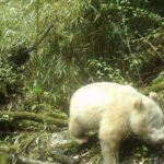 Movements of rare all-white pandas spotted