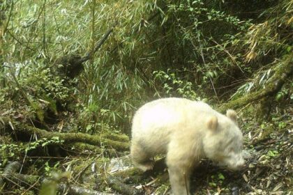 Movements of rare all-white pandas spotted