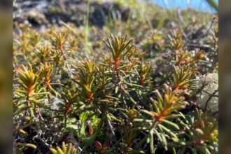 Native tea from Canada can fight malaria: