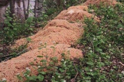 New Jersey resident finds huge piles of dumped material