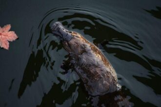 Platypus returns to Australian National Park for