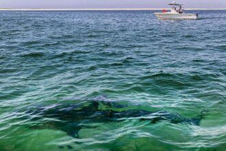 Recent shark bites scary, but serious injuries