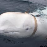 Russian ‘spy whale’ Hvaldimir spotted off the coast of Sweden