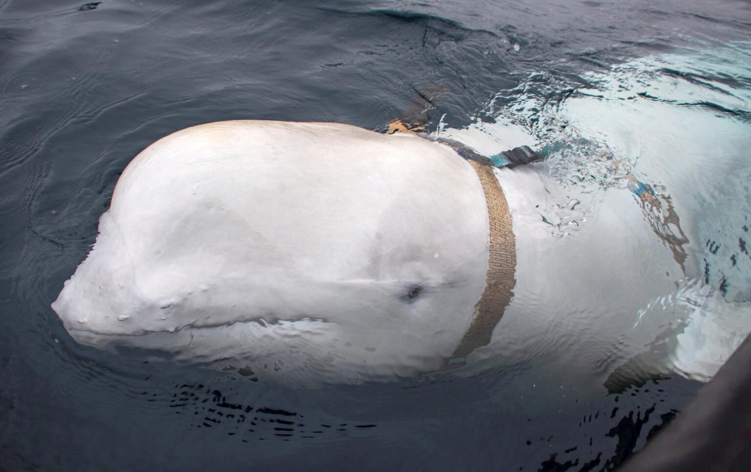 Russian ‘spy whale’ Hvaldimir spotted off the coast of Sweden