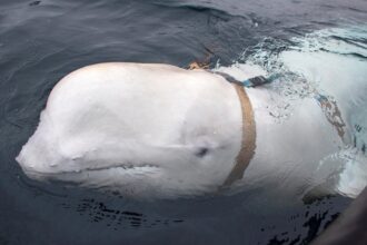 Russian ‘spy whale’ Hvaldimir spotted off the coast of Sweden