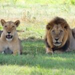 Six lions were killed in Kenya after