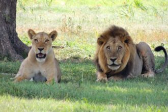 Six lions were killed in Kenya after