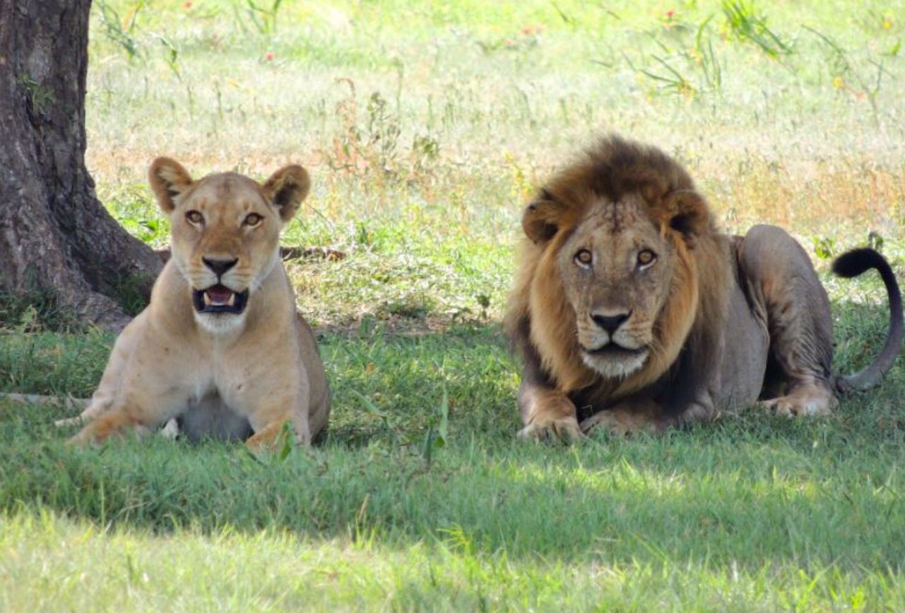 Six lions were killed in Kenya after