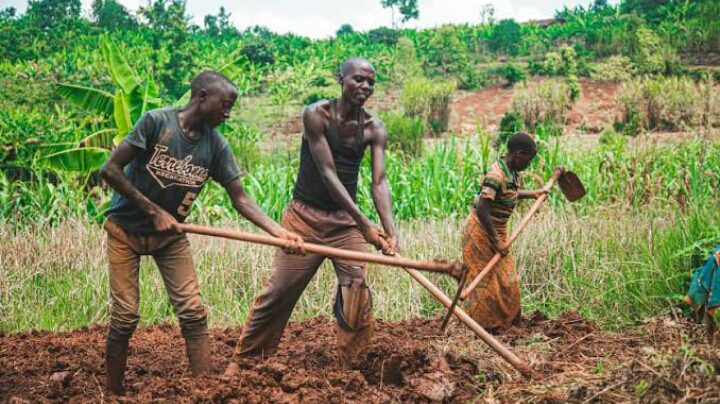 Small-scale farmers want Agroecology Farming