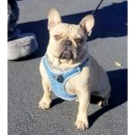 Stolen French bulldog reunited with owner after