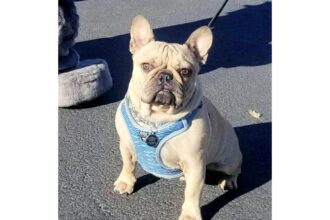 Stolen French bulldog reunited with owner after