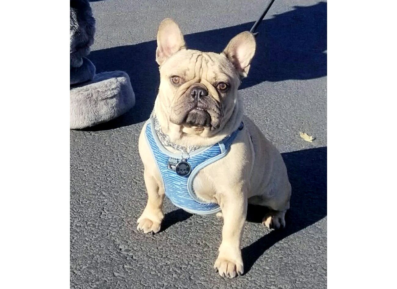 Stolen French bulldog reunited with owner after