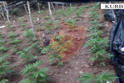 The anti-cannabis operation continues in Kurbin/