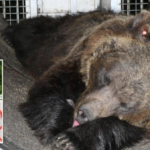 The bear believed to have killed the 26-year-old is spared