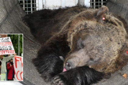 The bear believed to have killed the 26-year-old is spared
