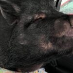 #TheMoment Strangers take in fat pet pig