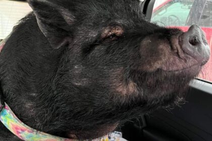 #TheMoment Strangers take in fat pet pig