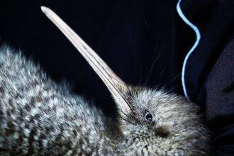 They hugged a Kiwi.  New Zealand said, ‘Stop