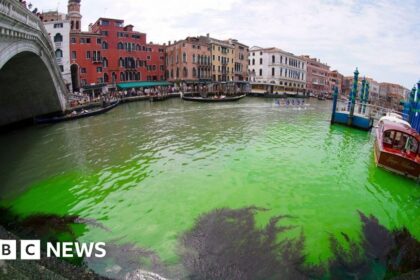 Venice Canal Patch turns fluorescent green