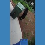 WATCH: Bear cub spotted taking out the trash