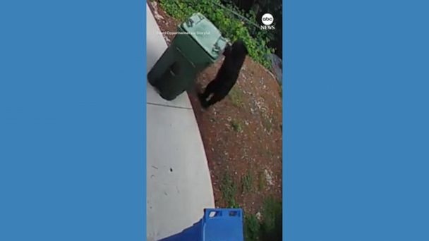 WATCH: Bear cub spotted taking out the trash