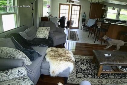 WATCH: Dog confronts bear entering family