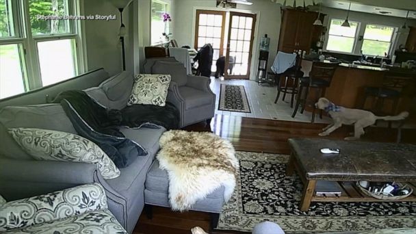 WATCH: Dog confronts bear entering family