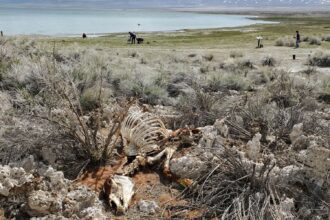 Wild horses are found dead at Mono Lake