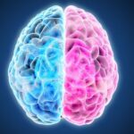the neuromyth of the cerebral hemispheres