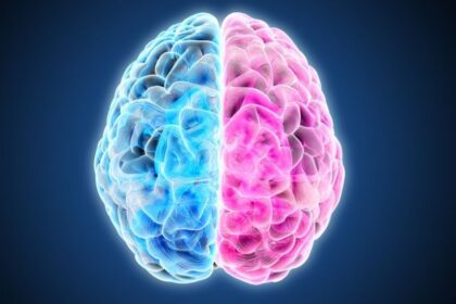 the neuromyth of the cerebral hemispheres