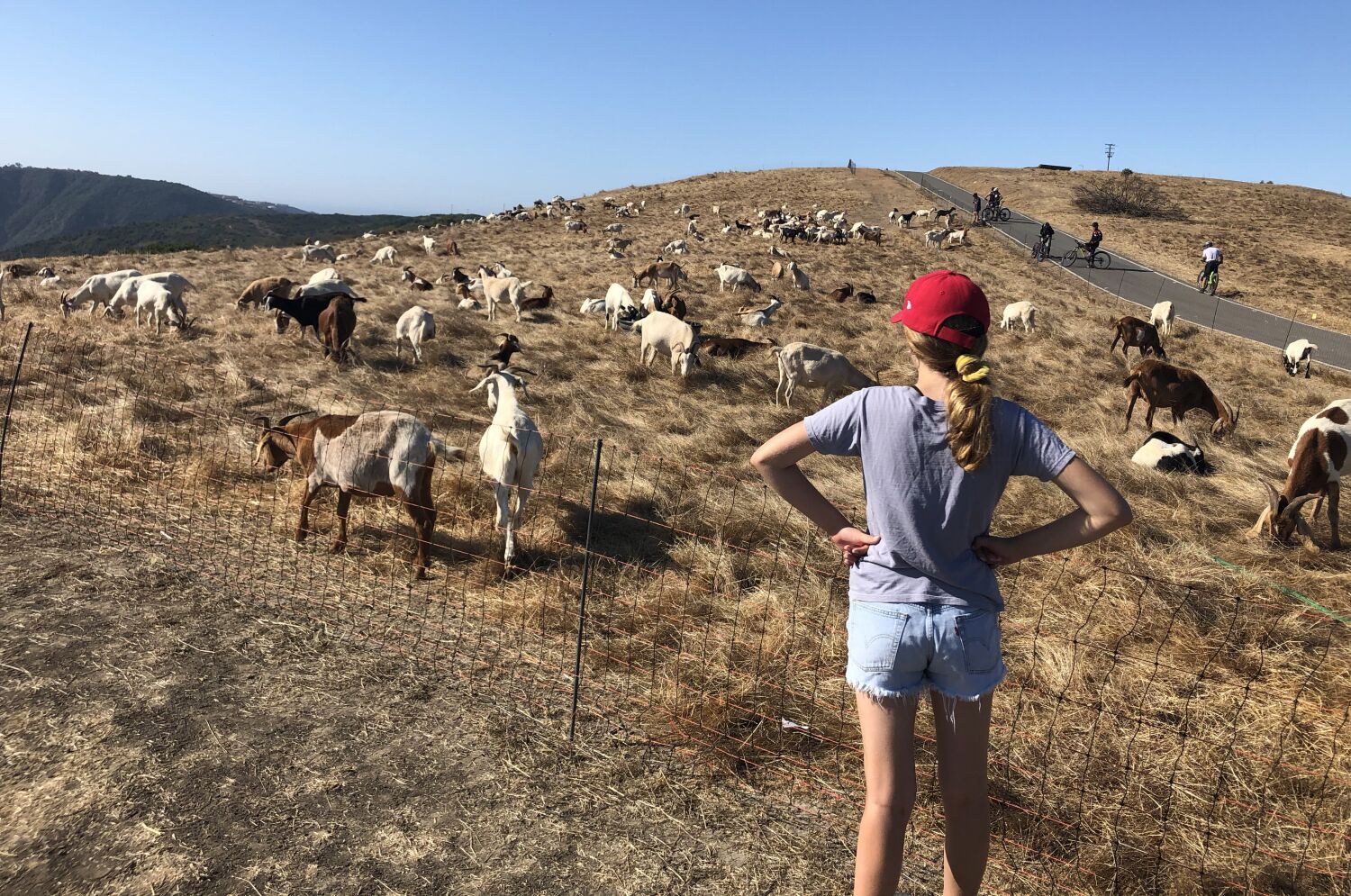 California goat herders’ salary rules leave the risk of