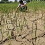 El Nino may be pounding Asian farms with dry weather, but showers